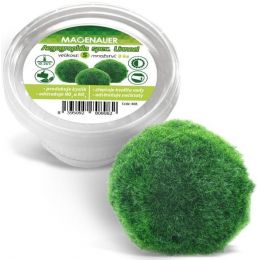 Rastlina živá riasoguľa S 2-4cm