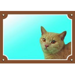 Farebná ceduľka Pozor pes, Mačka